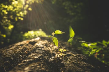 Saytuun Sustainable Investments