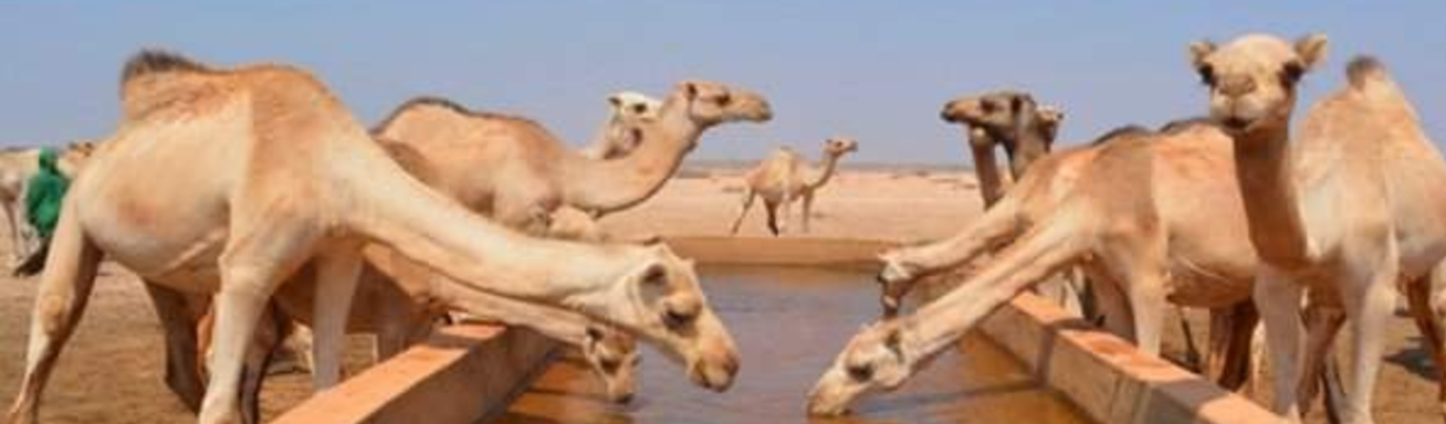 public private partnerships consultant in Mogandishu Somalia, Hargeisa Somaliland, Puntland, Ethiopia, Eritrea, Kenya and Denmark
